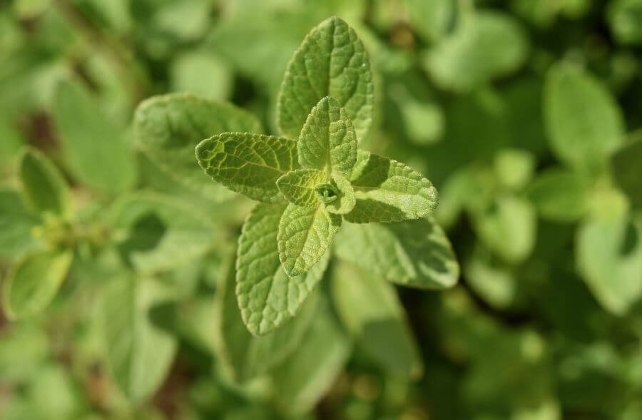 salbeitee