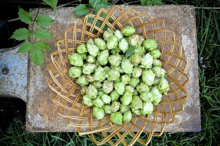 hopfentee-zubereitung